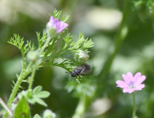 Corynis sp.